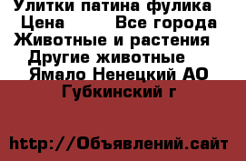 Улитки патина фулика › Цена ­ 10 - Все города Животные и растения » Другие животные   . Ямало-Ненецкий АО,Губкинский г.